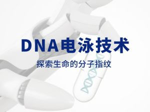 技術(shù)分享丨DNA電泳技術(shù)：探索生命的分子指紋