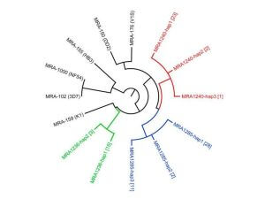 實(shí)驗方案分享：多克隆瘧原蟲(chóng)株系中特定單倍型藥物反應表型的剖析