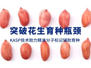 技術(shù)分享丨突破花生育種瓶頸，KASP技術(shù)助力精準分子標記輔助育種
