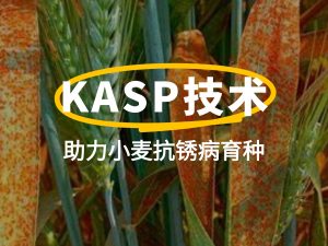 前沿聚焦 | KASP技術(shù)助力小麥抗銹病育種：從基因分型到精準選育