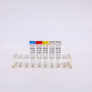 RT-PCR Mix for qPCR（預混型逆轉錄試劑盒）R1031