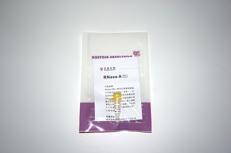 內切核糖核酸酶 RNase A(N9041-N9042)