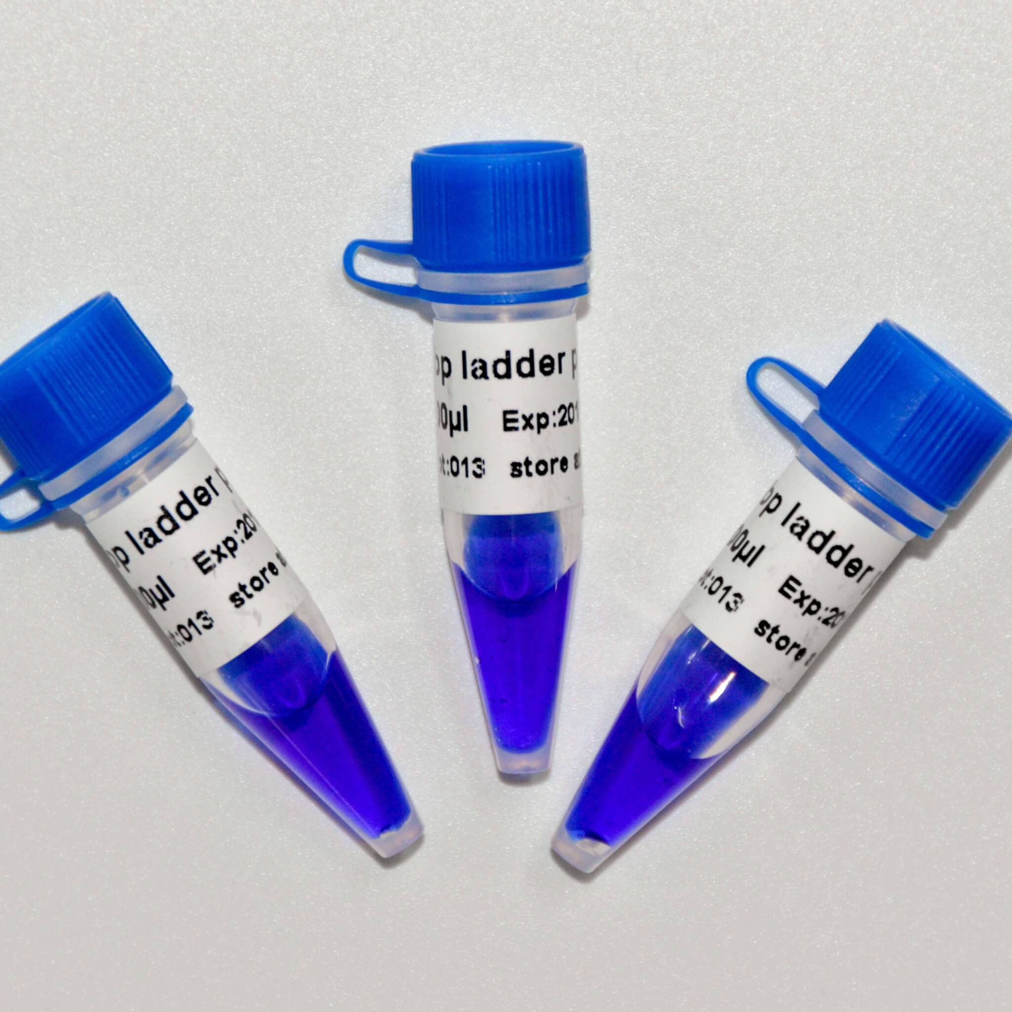 50bp Ladder Plus DNA Marker M1051/M1052