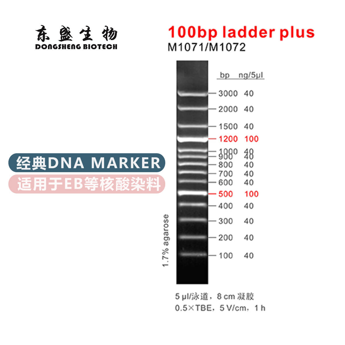 100bp Ladder Plus DNA Marker M1071/M1072