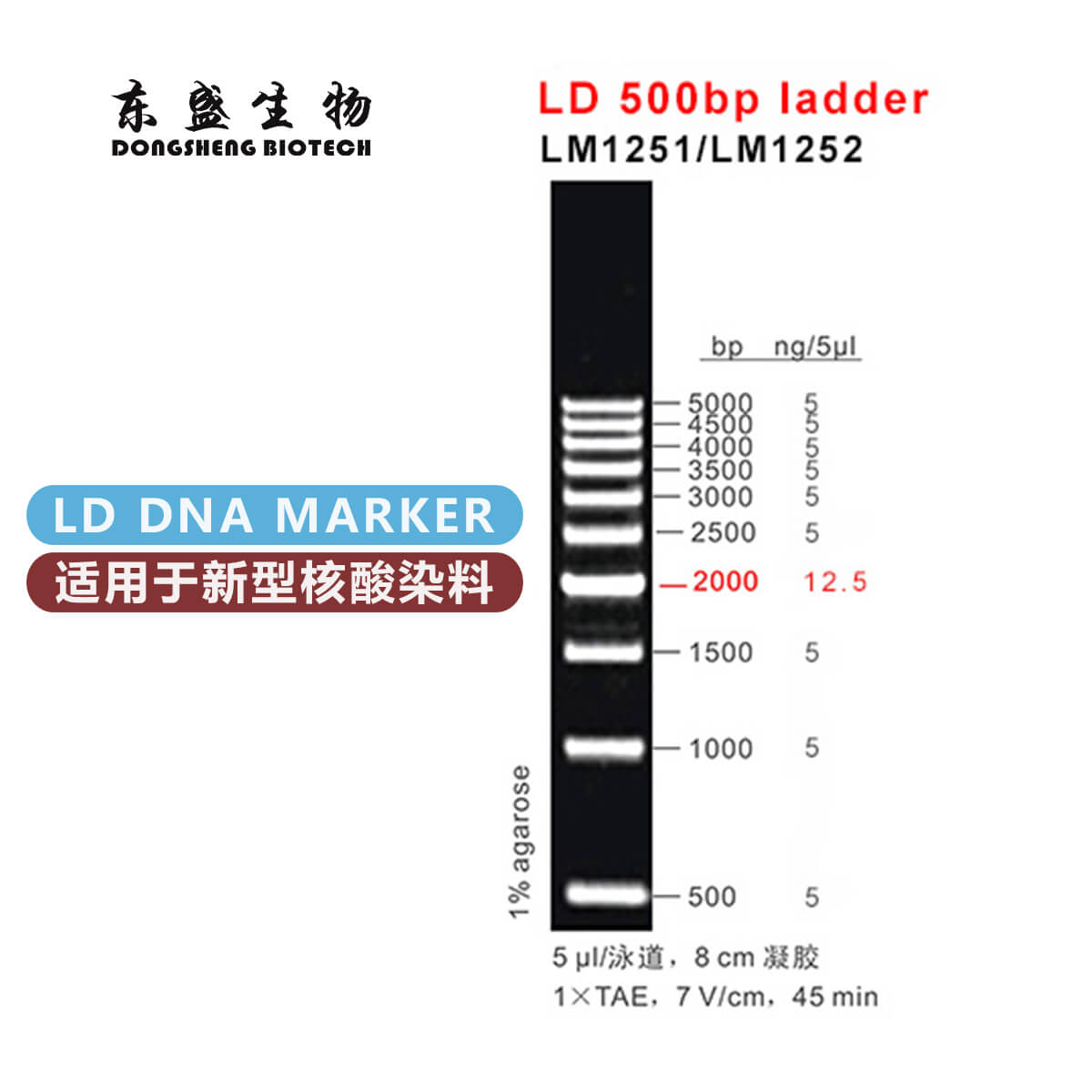 LD 500bp Ladder DNA Marker LM1251/LM1252