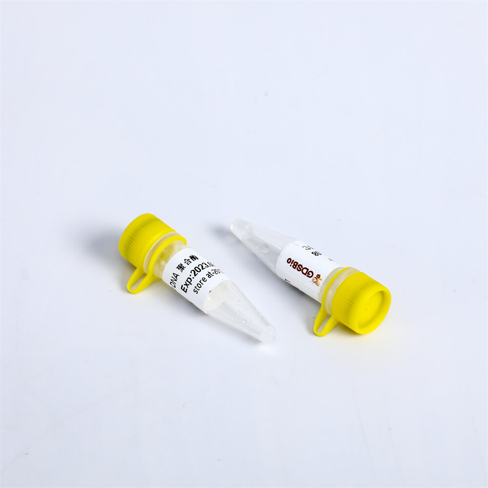 Bst DNA Polymerase, Exonuclease Minus P1111/ P1112/ P1113/P1114