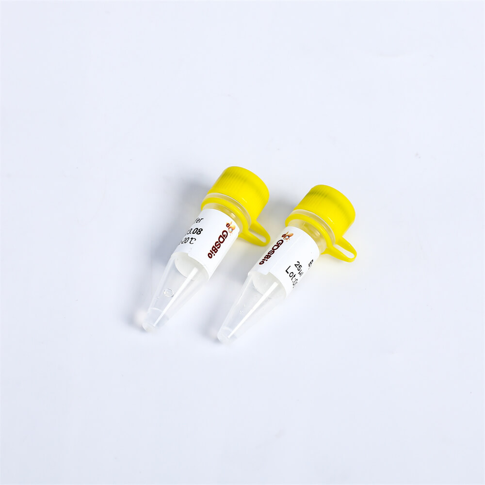 Bst DNA Polymerase, Exonuclease Minus P1111/ P1112/ P1113/P1114
