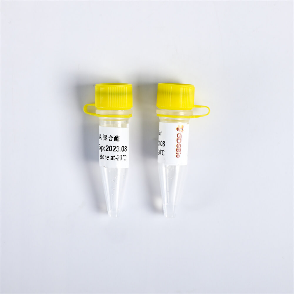 Bst DNA Polymerase, Exonuclease Minus P1111/ P1112/ P1113/P1114