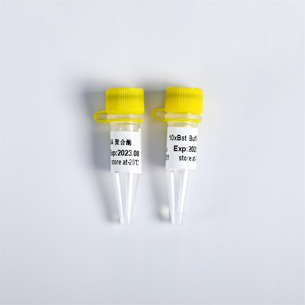 Bst DNA Polymerase, Exonuclease Minus P1111/ P1112/ P1113/P1114