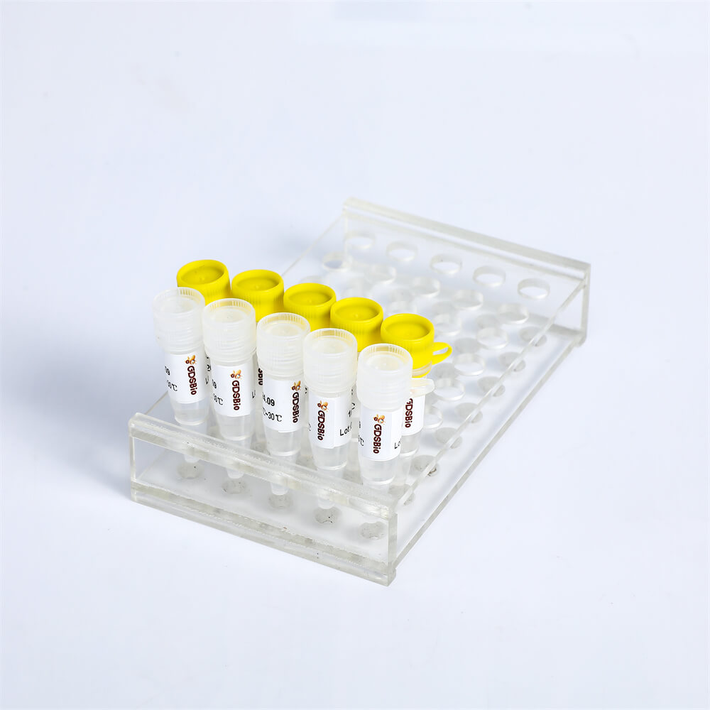 SYBR Green qPCR Mix(with Rox)